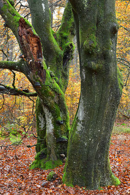 Hutewald Kalterherberg