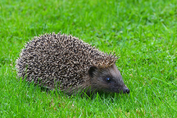 Igel
