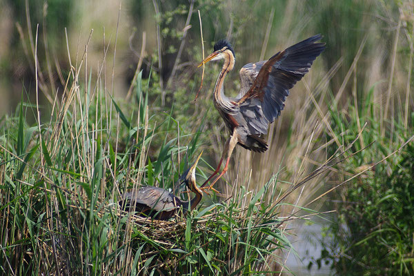 Purpurreiher am Nest