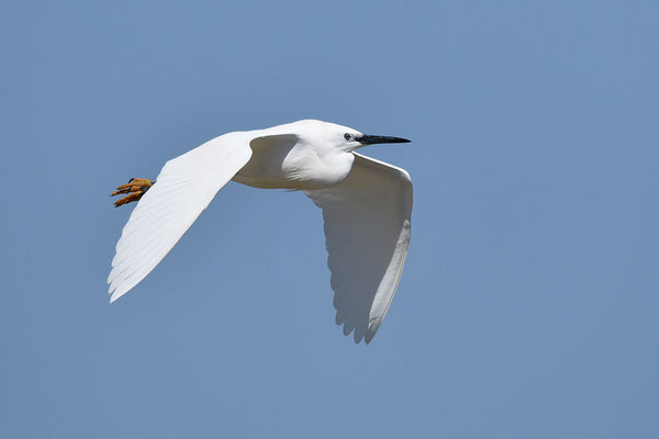 Seidenreiher im Flug