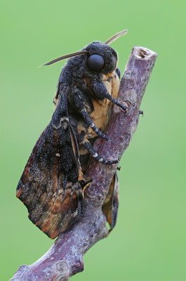 Totenkopfschwärmer