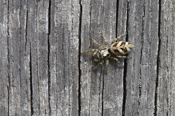Zebraspringspinne