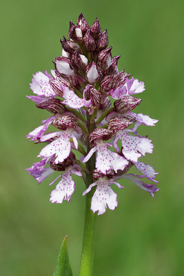 Purpurknabenkraut