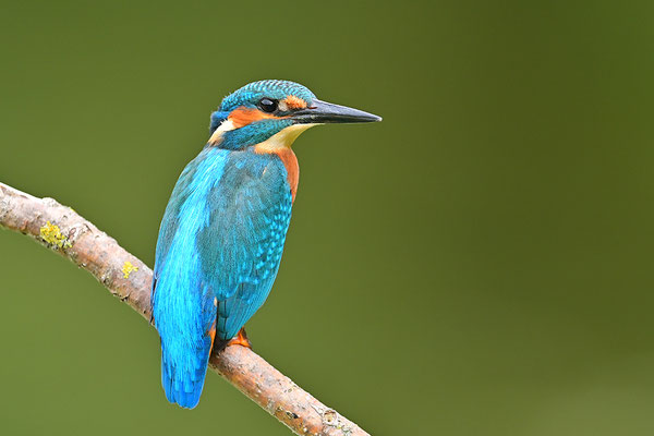 Eisvogel