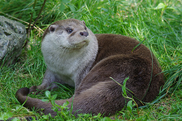Fischotter