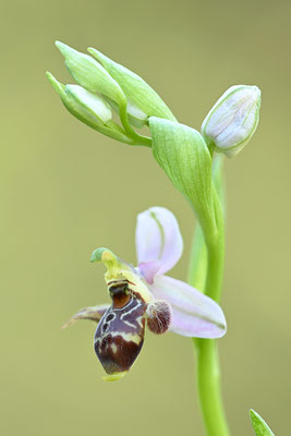Schnepfenragwurz
