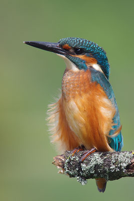 Eisvogel