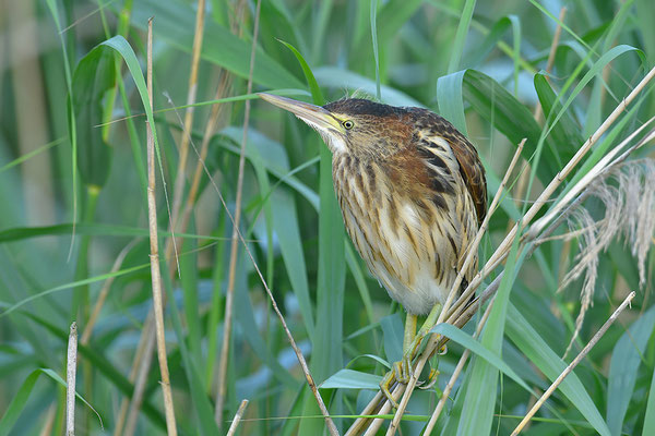 Zwergdommel Jungvogel