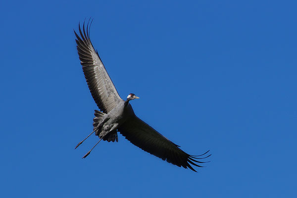 Kranich im Flug