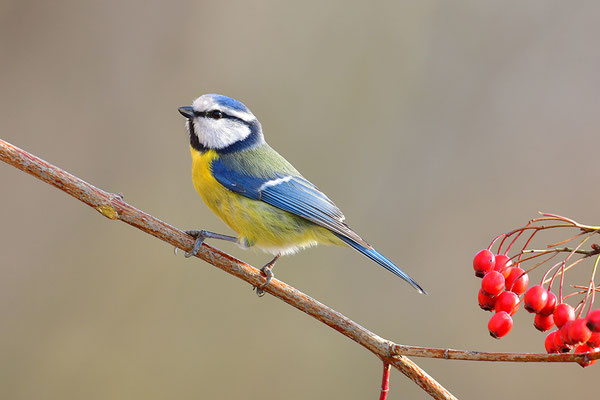 Blaumeise