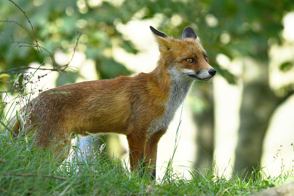 Fuchs
