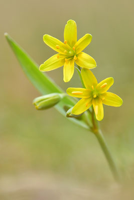 Waldgoldstern