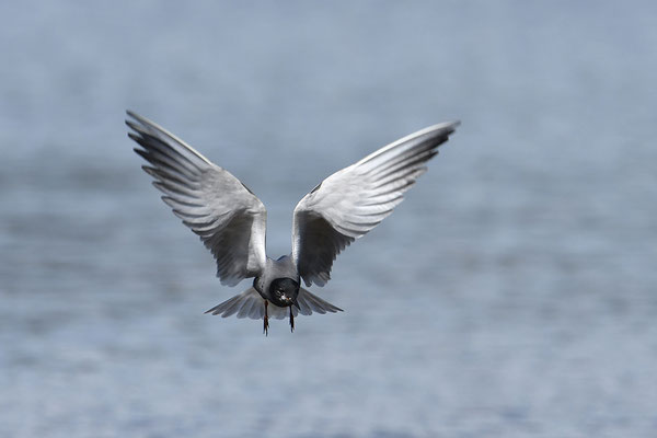 Trauerseeschwalbe im Flug