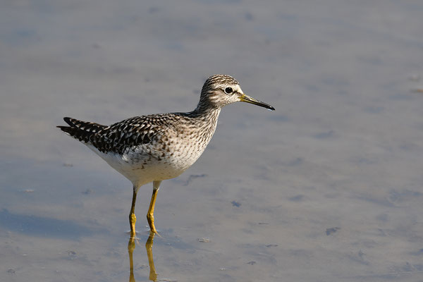 Bruchwasserläufer