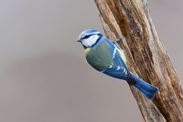 Blaumeise