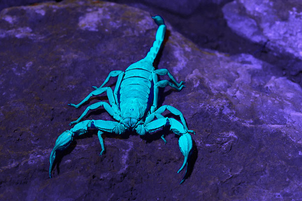 Dufours Skorpion