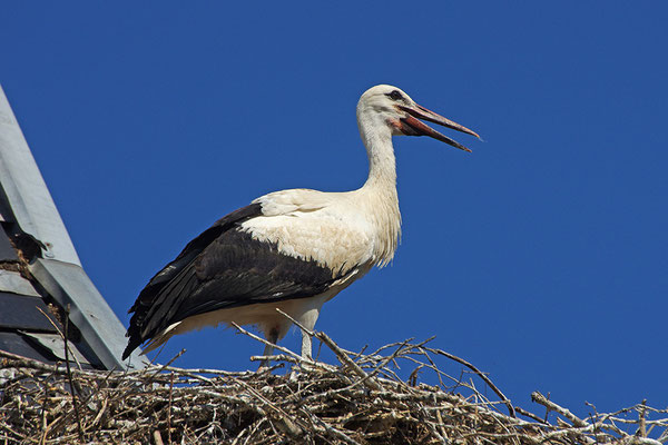 Weißstorch Jungvogel