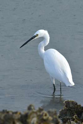 Seidenreiher