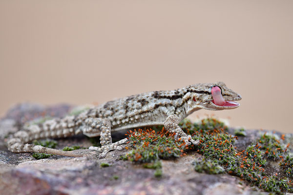 Mauergecko