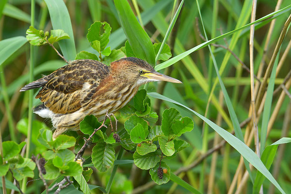 Zwergdommel Jungvogel