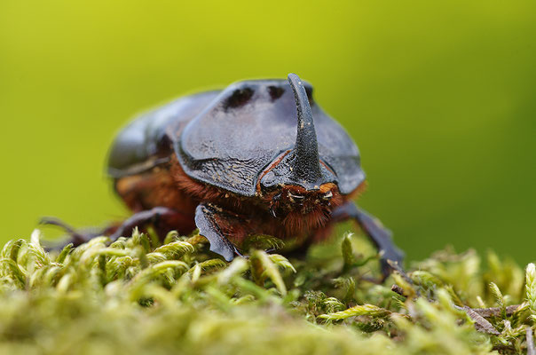 Nashornkäfer Männchen Frontalansicht