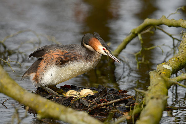 Haubentaucher am Nest