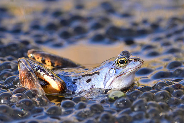 Moorfrosch