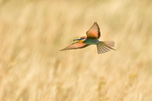 Bienenfresser