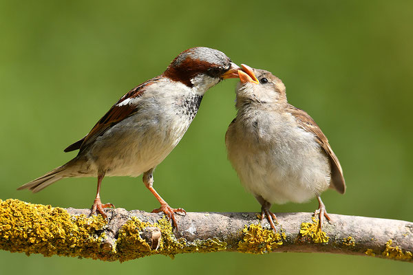 Haussperling Altvogel mit Jungvogel