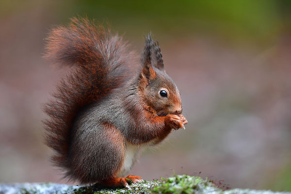 Eichhörnchen