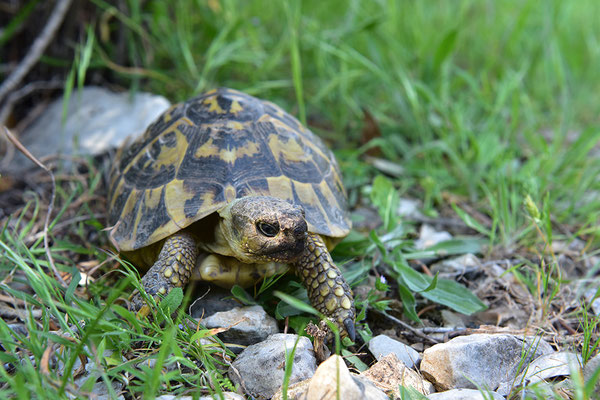 Maurische Landschildkröte
