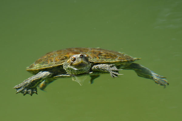 Balkan-Bachschildkröte