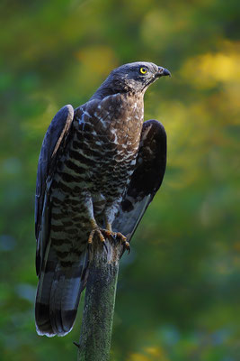 Wespenbussard, Nationalpark Bayrischer Wald Tierfreigelände Neuschönau