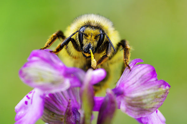 Wiesenhummel