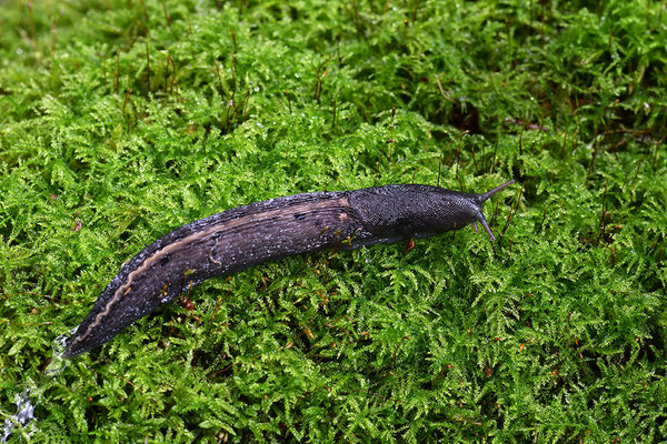 Schwarzer Schnegel