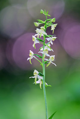 Grüne Waldhyazinthe