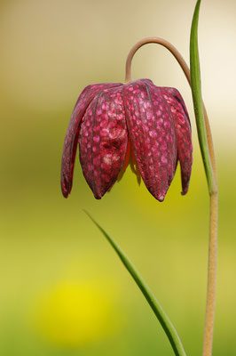 Schachbrettblume