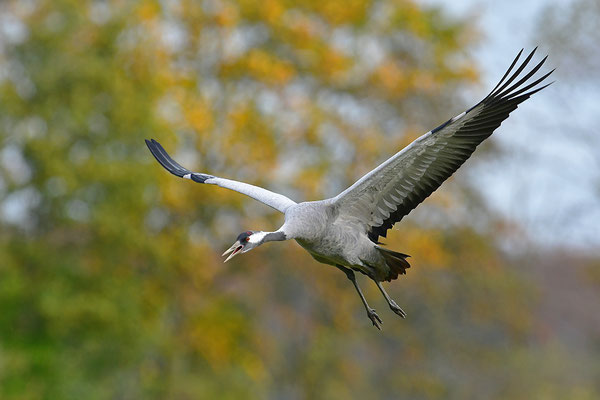 Kranich im Flug