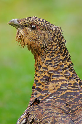 Auerhuhn Weibchen Kopfportrait