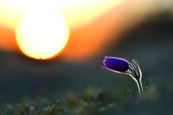 Küchenschelle im Abendlicht