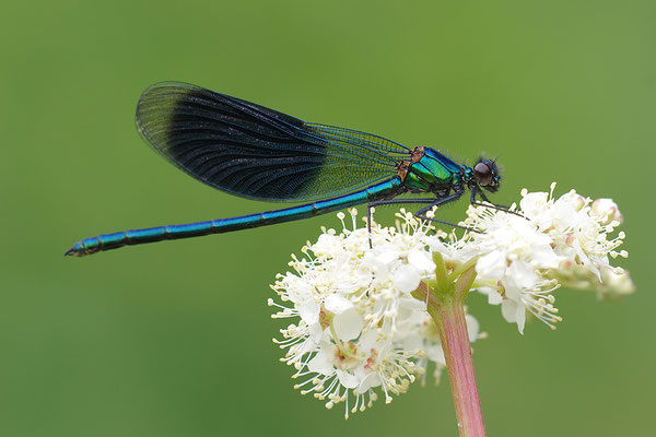 Gebänderte Prachtlibelle Männchen