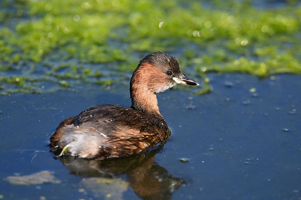 Zwergtaucher