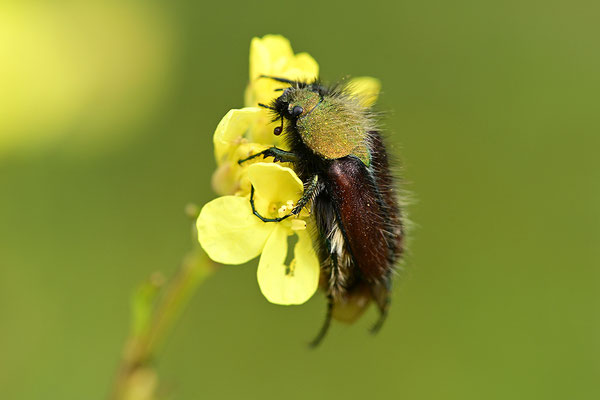 Blatthornkäfer