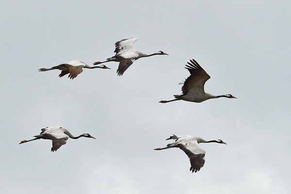 Kraniche im Flug