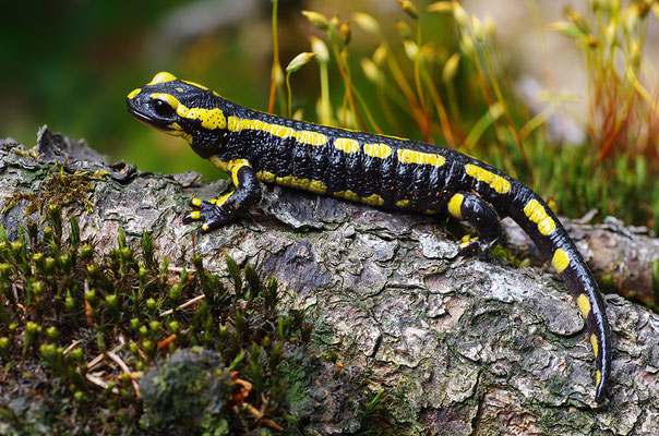 Feuersalamander