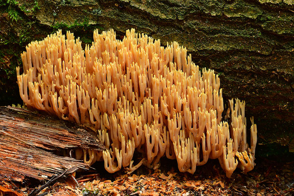 Korallenpilz