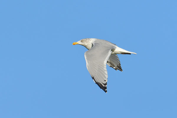 Silbermöwe im Flug