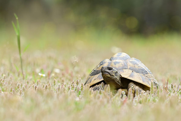 Griechische Landschildkröte