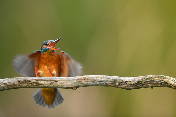 Eisvogel Weibchen