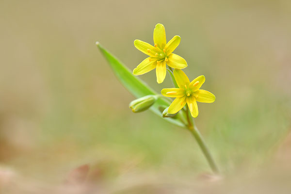 Waldgoldstern